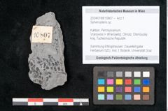 Foto (Objekt + Etikett) von Sphenopteris sp.  (NHMW-GEO-2024-0188-10807)
